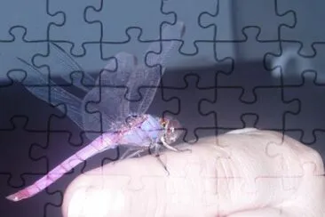  jigsaw puzzle