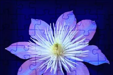 Bleu Clematis jigsaw puzzle