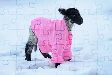 que frio jigsaw puzzle