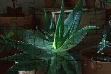 Aloe nocturno