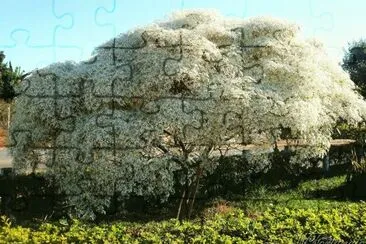 imagens jigsaw puzzle