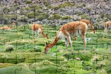 vicuÃ±as