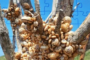 caracoles