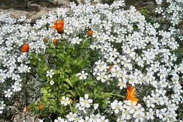 primavera jigsaw puzzle