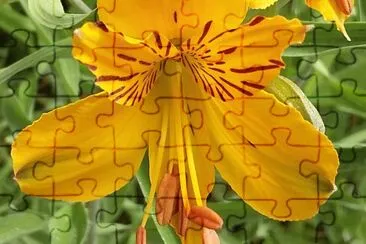 Amarillo intenso jigsaw puzzle