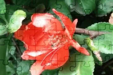 Flores de la isla