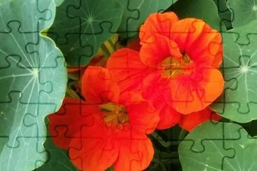 Flores de la isla