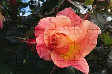 Rosada jigsaw puzzle
