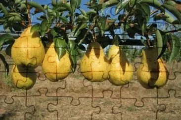 imagens jigsaw puzzle