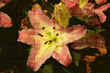 estrella bicolor