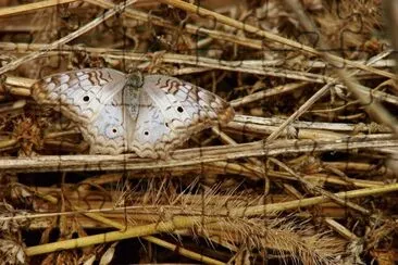 mariposa otoÃ±al jigsaw puzzle