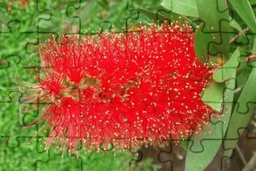 callistemon citrinus jigsaw puzzle