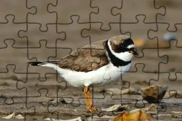 chorlito palmado jigsaw puzzle