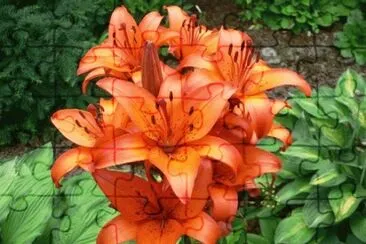 azucenas jigsaw puzzle