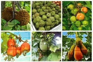 frutas jigsaw puzzle