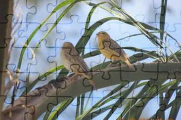 Canários jigsaw puzzle