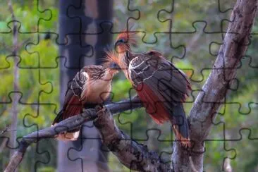 Casal de Cigana jigsaw puzzle