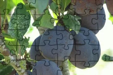 imagens jigsaw puzzle