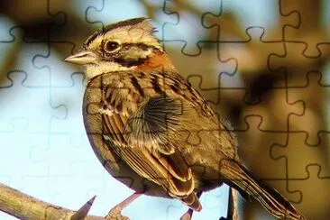chingolo jigsaw puzzle