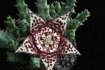 stapelia pulchellus