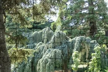 Orto Botanico Crimea jigsaw puzzle