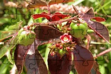 imagens jigsaw puzzle