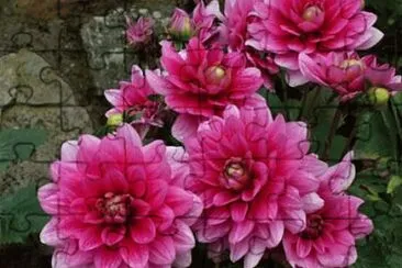 imagens jigsaw puzzle