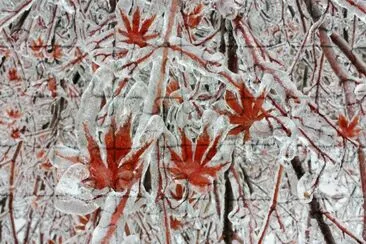 arbol congelado jigsaw puzzle