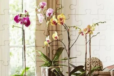 orquideas 2