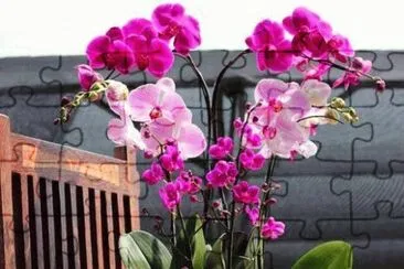 orquideas 7