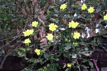 jasminum nudiflorum jigsaw puzzle