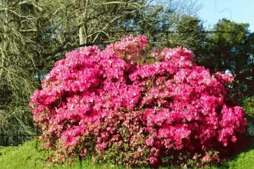primavera