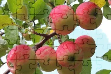 imagens jigsaw puzzle