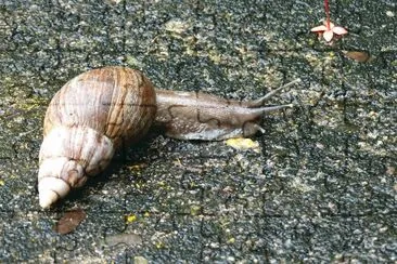 Caracol  (lesma) jigsaw puzzle