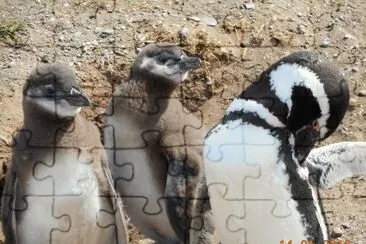 Pinguins de Magalhães jigsaw puzzle