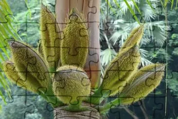Palmeira Exótica jigsaw puzzle