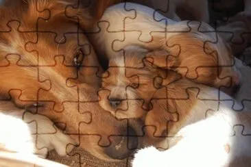 protegidos jigsaw puzzle