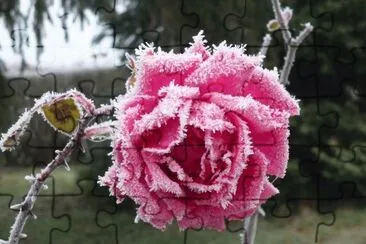 rosa escarchada jigsaw puzzle