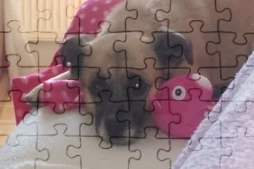 Gini jigsaw puzzle
