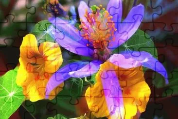 imagens jigsaw puzzle