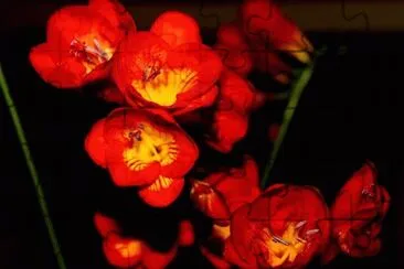 fresias jigsaw puzzle