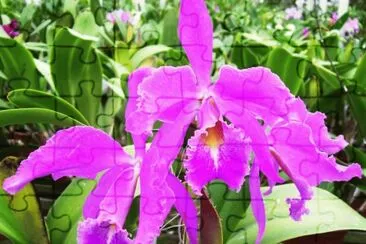 Orquí­dea jigsaw puzzle