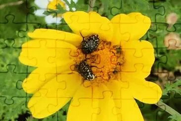 ×¤×¨×—7 jigsaw puzzle