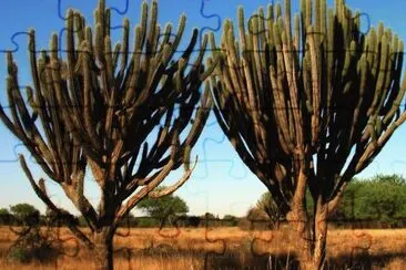 En Los Quiroga. Santiago del Estero. Argentina jigsaw puzzle