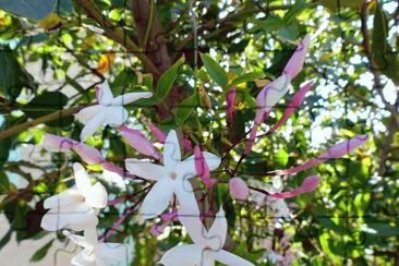 jasminum grandiflorum