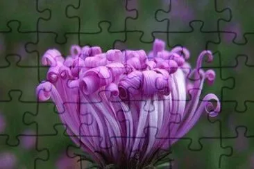 imagens jigsaw puzzle
