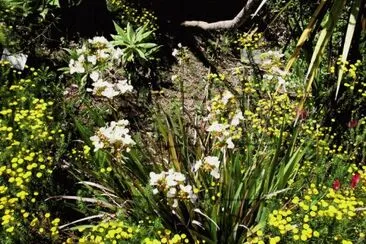 libertia formosa jigsaw puzzle