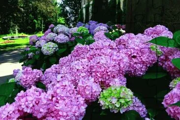 hortensias jigsaw puzzle