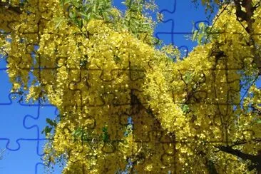 cassia fistula