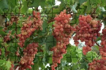 uvas cereza